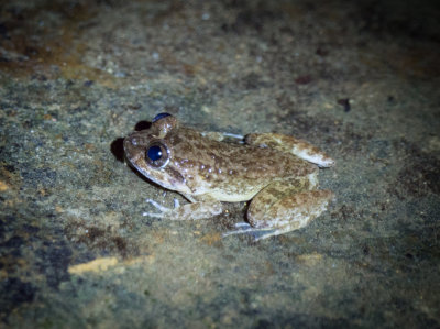 Rivulet frog (Limnonectes hikidai), Kubah