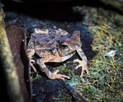 Forest toad (Ingerophrynus divergens)