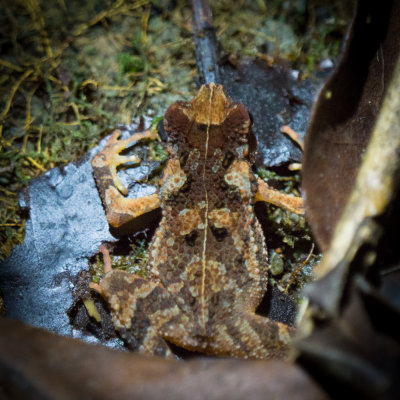 Forest toad (Ingerophrynus divergens)