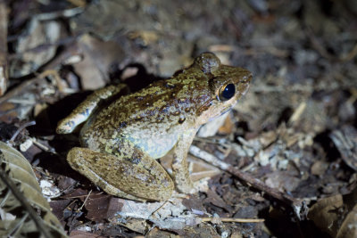 Giant river frog (Limnonectes leporinus)