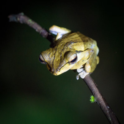 Four-lined tree frog (Polypedates leucomystax), Kubah