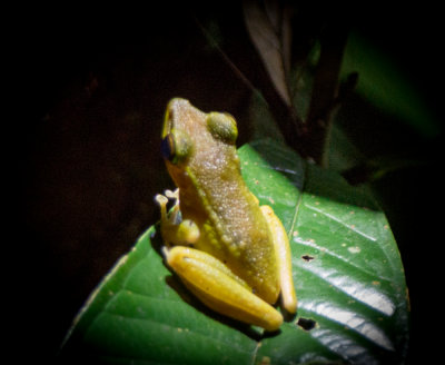 Copper-cheeked frog (Chalcorana raniceps)