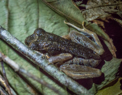 Sarawak slender litter frog (Leptolalax gracilis), Kubah