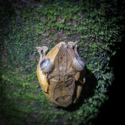 Borneo eared frog (Polypedates otilophus), Kubah