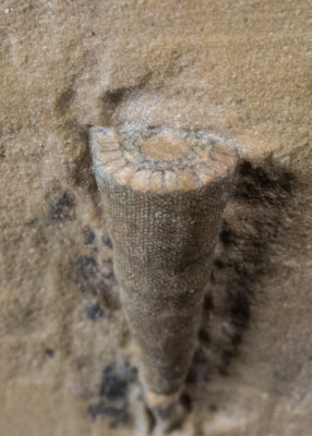 Archaeocyathid, Lower Cambrian, Poleta Formation, Nevada, USA.