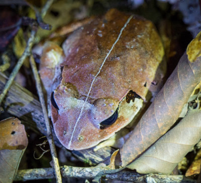 Peat swamp frog (Limnonectes malesianus), Kubah