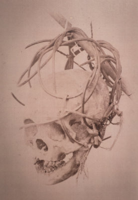 Photograph of a Dayak trophy skull, 1870s