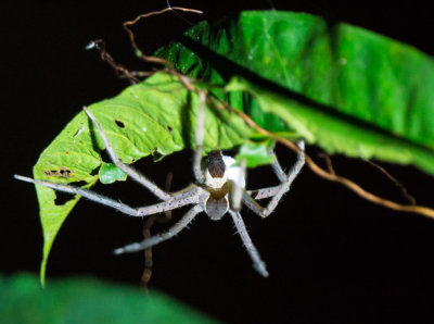 Large spider, Kubah