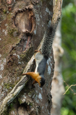 Prevost's squirrel, Semenggoh