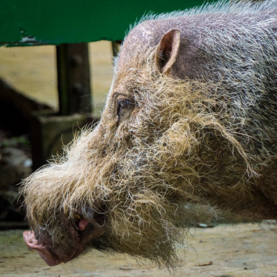 Bornean bearded pig, Bako