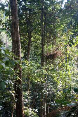 Orangutan nests, Nanga Sumpa