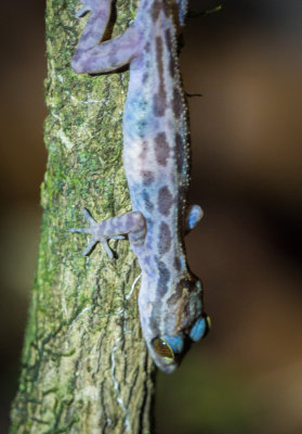 Kubah Grooved bent-toed gecko