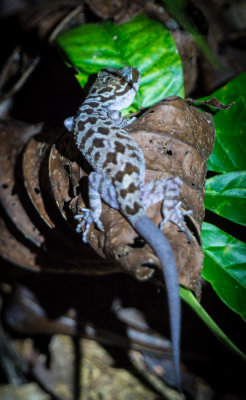 Kubah Grooved bent-toed gecko