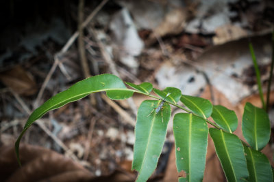 Sarawak Arthropods