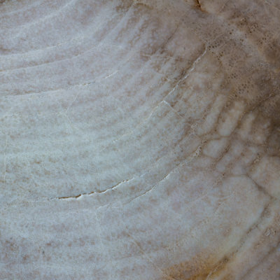 Black Ash Miocene, McDermitt, Oregon, USA. Detail of 23 cm slab.
