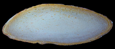 Palmoxylon sp., Catahoula Formation, Oligocene, Louisiana, USA. 295mm slab.