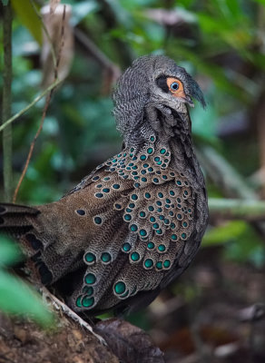 Malaysian peacock-pheasant