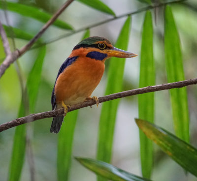 rufous collared kingfisher 1.jpg