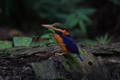 rufous collared kingfisher 2.jpg