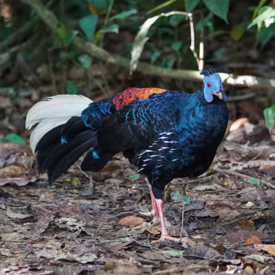 Crested fireback 1.jpg