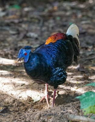 Crested fireback 2.jpg