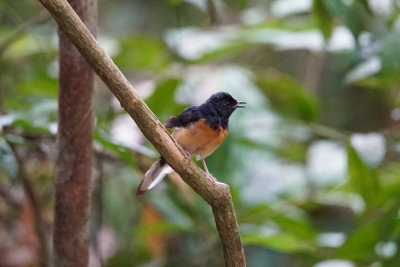 White-rumped shama, Krau