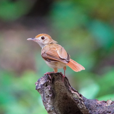 Ferruginous babbler, Krau