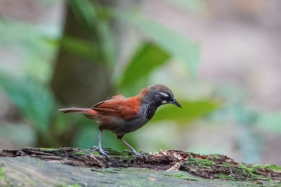 Black-throated babbler, Krau