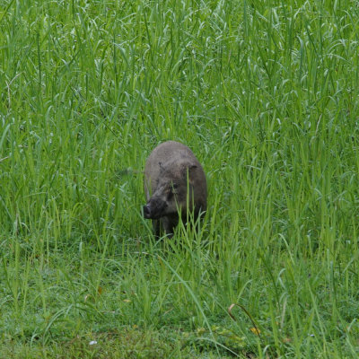 Taman Negara eurasian wild pig (Sus scrofa) at Tahan Hide