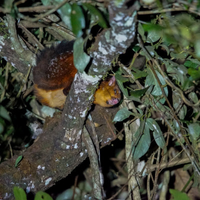 Spotted giant flying squirrel, Bukit Fraser