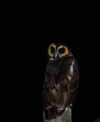 Brown wood owl, Bukit Fraser