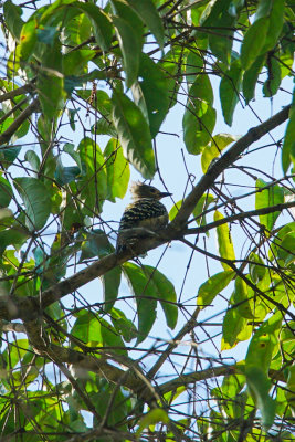 Buff rumped woodpecker, Bukit Fraser