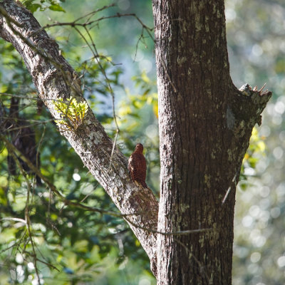 rufous woodpecker, Bukit Fraser