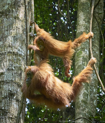 Orangutan mother and daughter, Gunung Leuser