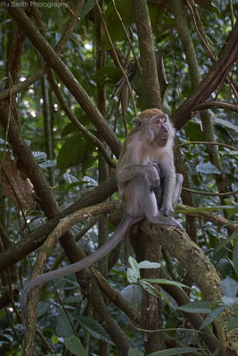 Long tailed macaque, Gunung Leuser
