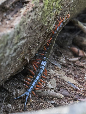 Centipede, Gunung Leuser