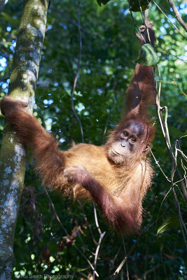 Orangutan boy, Gunung Leuser