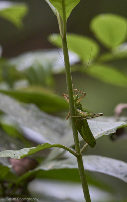 Grasshopper, Gunung Leuser