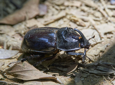 Rhinoceros beetle, Gunung Leuser