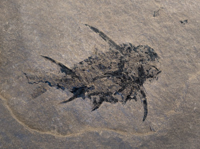 Diplacanthus crassisimus, 52 mm, Middle Devonian, Orkney.
