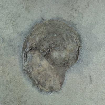 ?Tylonautilus sp, 7 cm, Lower Carboniferous, Bear Gulch, Montana, USA