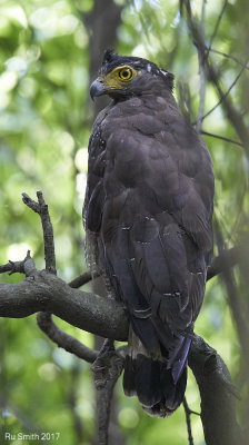 Crested serpent eagle, Selangor