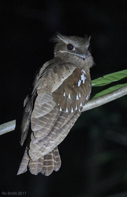 Frogmouth, KL
