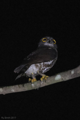 Brown hawk-owl, east of KL