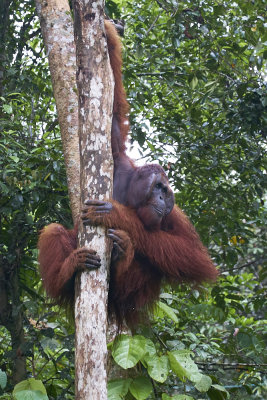 Sarawak male orangutan