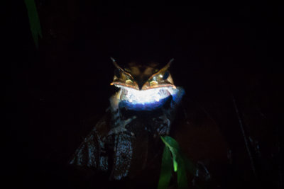 Horned frog 3.jpg