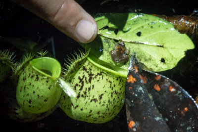 Nepenthes ampullaria with frog, Kubah