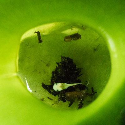 Nepenthes ampullaria with tadpole, Kubah