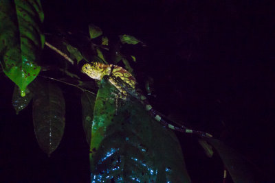 short crested forest dragon, Kubah