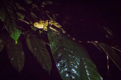 Sarawak Reptiles